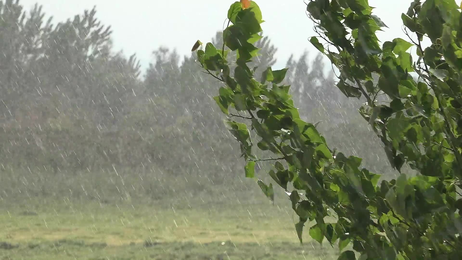 Rain in Washington.